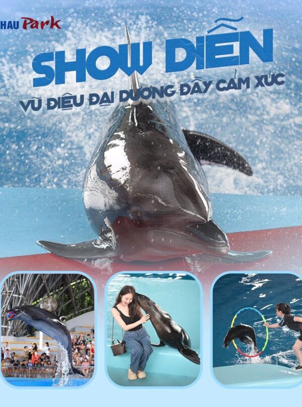 Dolphin Show