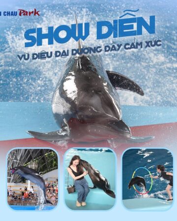 Dolphin Show